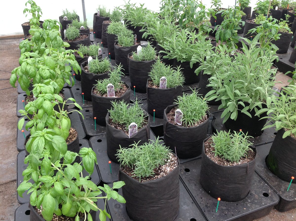 Octopotgardens's tweet photo. Grow your FRESH indoor winter herbs and vegetables with the Octopot Grow System! #herbs #gardening #octopot #octopots #teamoctopot #michigangrowers https://t.co/KYdjLzhwIi