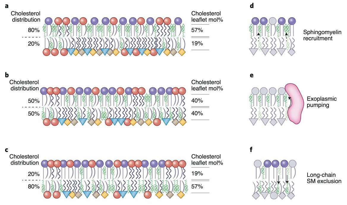Even better news than the vaccine! Our new review w Milka Doktorova and <a href="/JessicaSymons9/">Jessica Symons</a> on membrane asymmetry is out! Civilization is saved!!

If you're interested in some new ideas about how living membranes might be organized, check out:  rdcu.be/caRj5