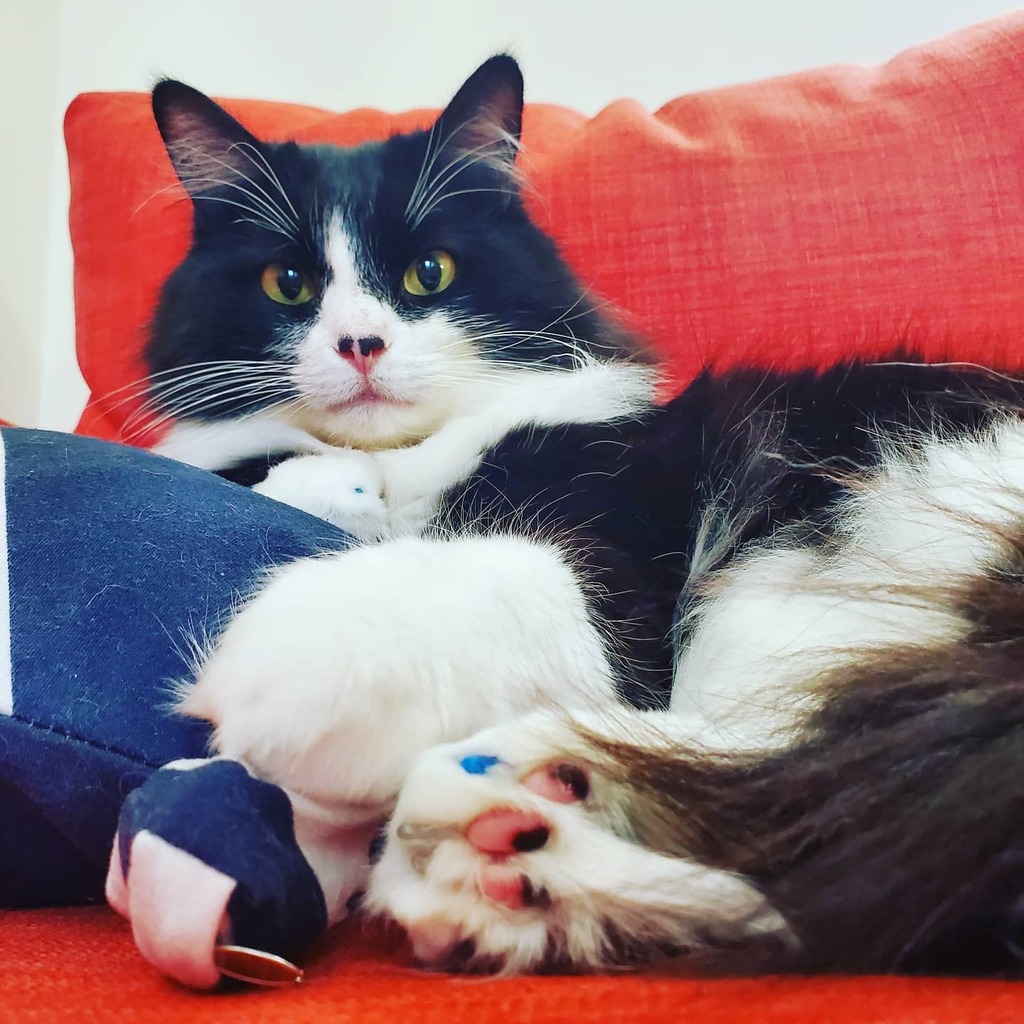 MrMistofflees's tweet photo. Oh well a never was there ever a cat so clever. https://t.co/qA6MML5jT8 https://t.co/PxrO2KFpux