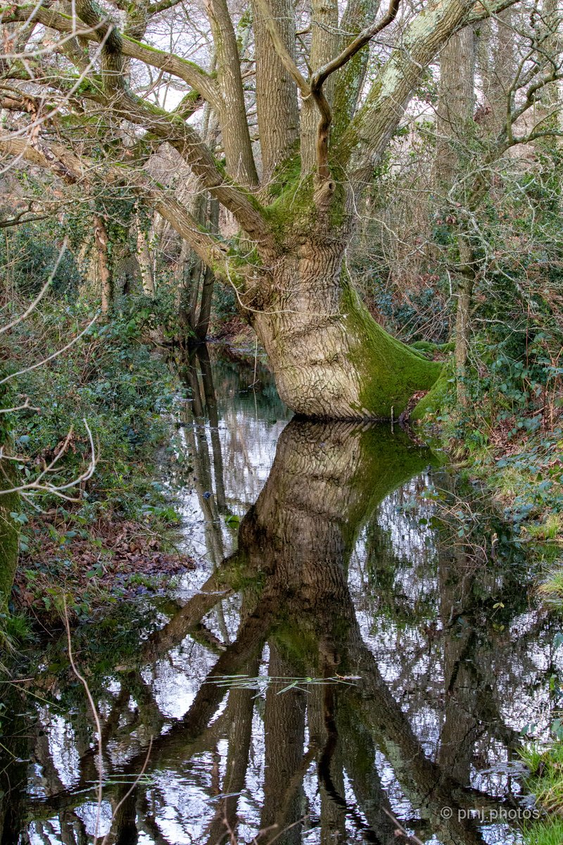'Ye olde oak tree'. If only trees could speak, they must have so many tales to tell. Oh and who doesn't like some reflection? <a href="/arborsmarty/">Trees etc.</a> #thicktrunktuesday   #thephotohour #reflection