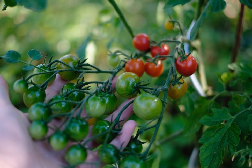 OhioGrowsHere's tweet photo. “Plant health may seem far down the list of priorities, but it shouldn't be,” @Forbes said. “We would be wise to act now to prevent a potential 'plant pandemic' that could severely affect our global food supply.” Learn more: https://t.co/G3MNSVewmm https://t.co/afu7bfuTAa