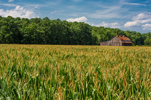 usdaRMA's tweet image. .@USDA today announced that a new Federal Crop Insurance product, the Enhanced Coverage Option, will be available for 31 spring-planted crops for the 2021 crop year. Read more: go.usa.gov/x7Etz  #cropinsurance
