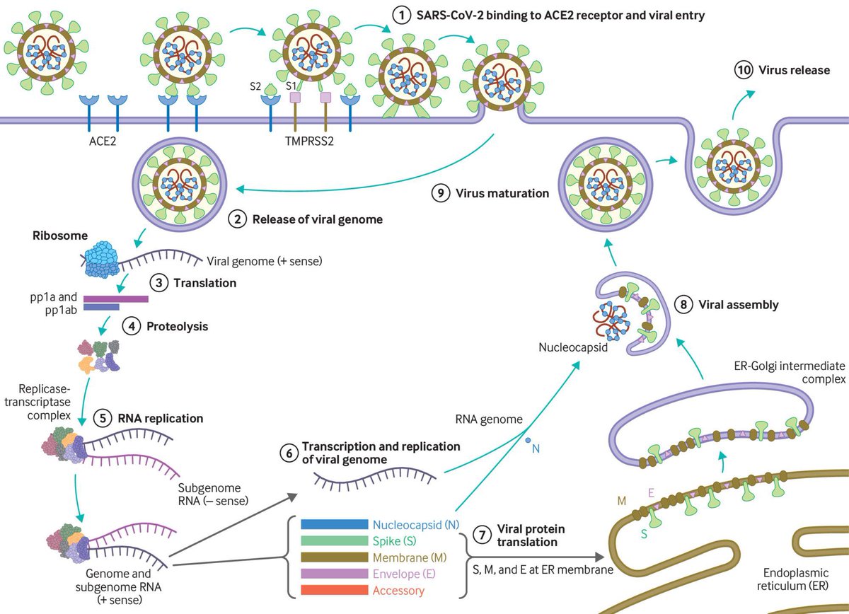 Now, we have a much better understanding of  #SARSCoV2 – how it differs from SARS-CoV-1, how it binds to and invades human cells, spreads and causes disease. (3/9) ( https://www.bmj.com/content/371/bmj.m3862)