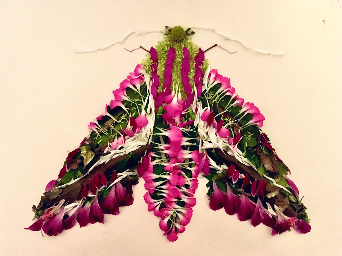 LivElwood23's tweet image. Elephant hawk moth from an old bunch of flowers and house plants 💐 Sad this will have to disappear soon 🦋 @savebutterflies @Britnatureguide @AshWhiffin @Buzz_dont_tweet