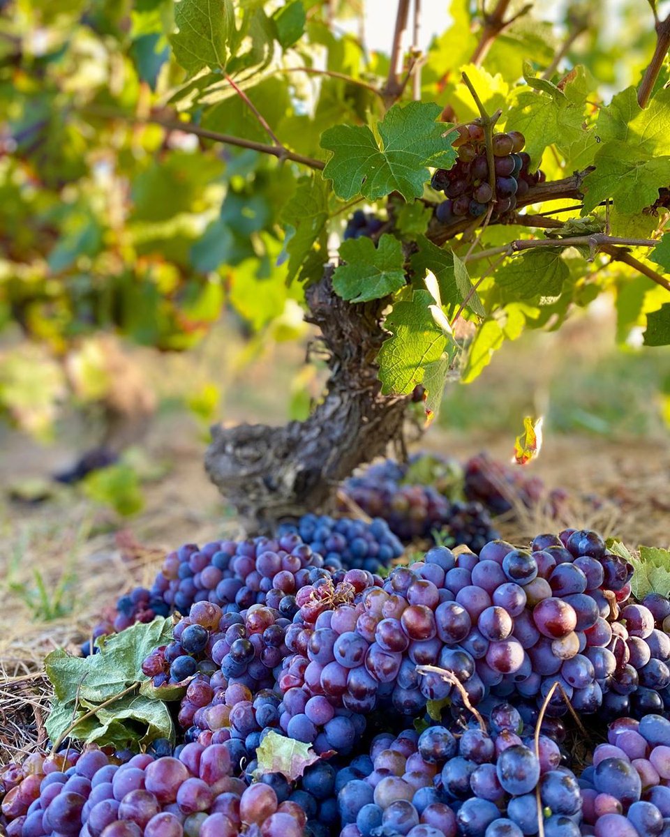 Discover Beaujolais tweet media