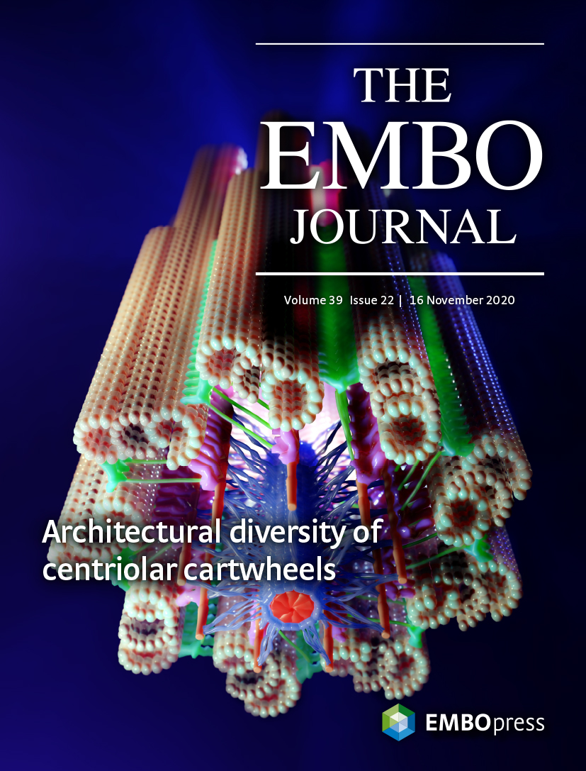 Ben Engel (@bengeliscious) on Twitter photo Our cartwheel collaboration with @CentrioleLab is on the cover of <a href="/embojournal/">The EMBO Journal</a> 🤩. This is the work of <a href="/RibosomeStudio/">Ribosome Studio</a>, who combined all of our structural data into one stunning model. It looks so spacey! 🚀🪐🌌🌠👽
<a href="/nikolai_klena/">Nikolai Klena</a> @HugovandenHoek <a href="/3P1L/">Philipp S. Erdmann</a> Our cartwheel collaboration with @CentrioleLab is on the cover of <a href="/embojournal/">The EMBO Journal</a> 🤩. This is the work of <a href="/RibosomeStudio/">Ribosome Studio</a>, who combined all of our structural data into one stunning model. It looks so spacey! 🚀🪐🌌🌠👽
<a href="/nikolai_klena/">Nikolai Klena</a> @HugovandenHoek <a href="/3P1L/">Philipp S. Erdmann</a>