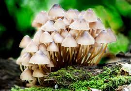 hempusers's tweet image. Psilocybin, the “magic” in #mushrooms #magicmushroom 

usacbdexpo.com/2020/11/16/psi…