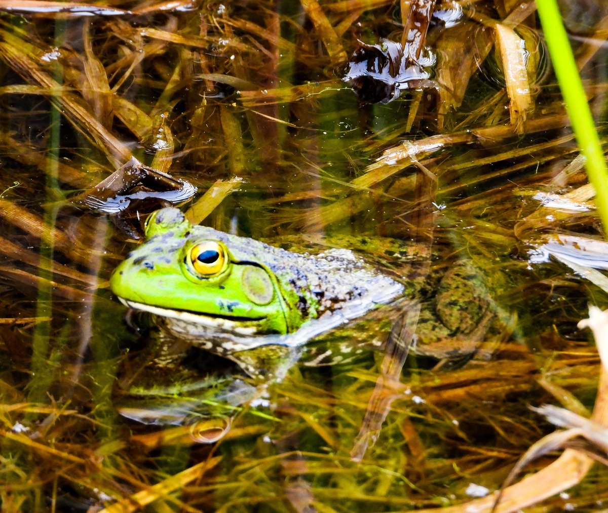 Wildlife abound in Minnekhada Park. Bring the family for a fun filled day of discoveries.
-
Photo by Nat Tan in8ure
-
#minnekhada #ppf #pacificparklands #palsofpacificparklands #coquitlam #coquitlambc #bcwildlife #frog #naturecanada #britishcolumbia #explorebc #canada