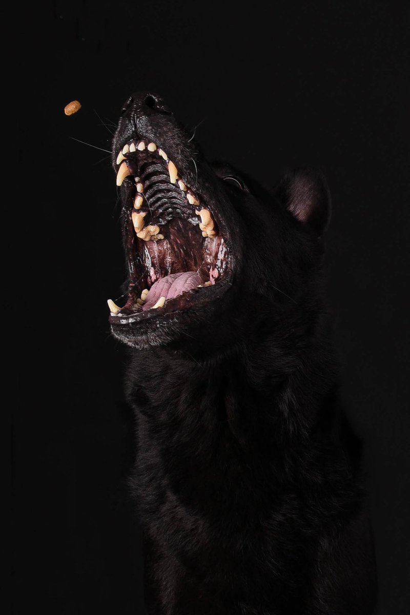 frantasdaddario's tweet image. rex 🖤

// #frantasticmonday
@connorfranta //