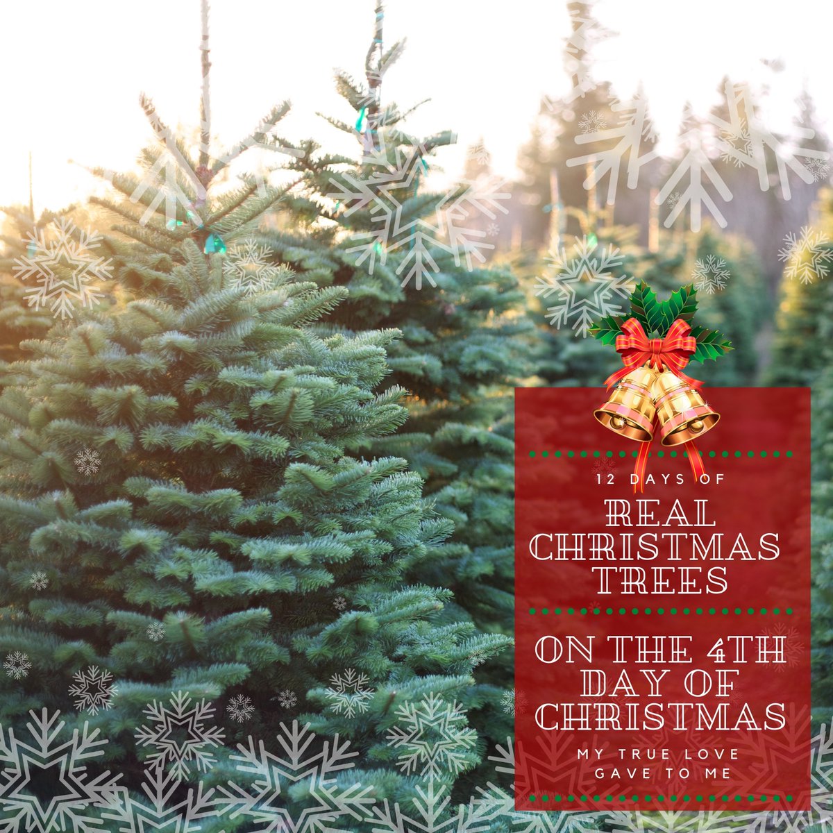 RealTrees's tweet image. On the 4th day of Christmas my true love gave to me, a Farm Fresh Christmas Tree! Real Christmas Trees are grown as crops and raised on a farm! #RealChristmasTrees #NationalChristmasTreeAssociation #Christmas   #christmastreefarm #farmgrown #makingmemories #family
