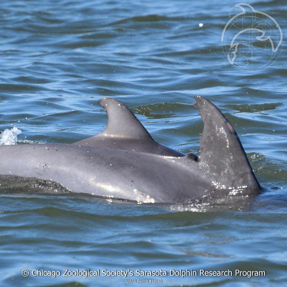 dolphinsarasota's tweet photo. #CZSSDRPyoy update… on Friday, we saw the #dolphin named Moonfin Look-alike with a new baby! This was our 13th dolphin sighting of the day, the 13th baby born in 2020, and we saw it for the first time on Friday the 13th. Maybe we should name it Lucky! #SciComm #STEM #dolphins https://t.co/6FB2FqK9Lh