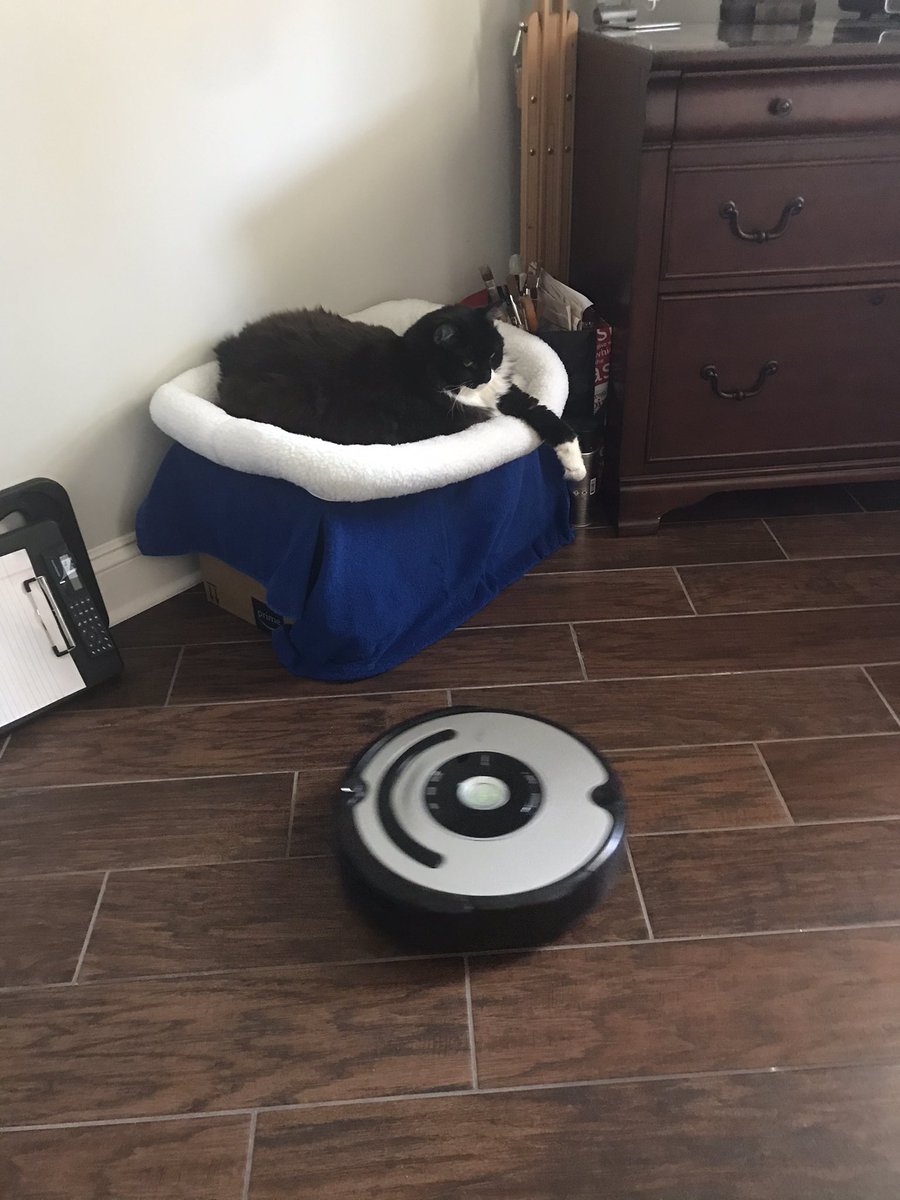 Jasminethecat6's tweet image. #CatsOfTwitter We do not like #RobotMondays do we? No we don’t...