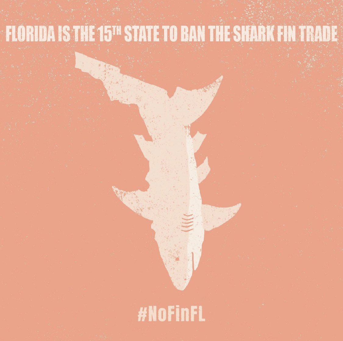 teamfinfree's tweet photo. Florida is now the 15th state to ban the shark fin trade. The ban covers import, export and shipping of international fins. When Florida FWC completes their economic impact study a full ban on all fins will take effect.
#savingsharks
#NofinFL
#Robstewart
#Sharkwater https://t.co/UxXdn1SMeh