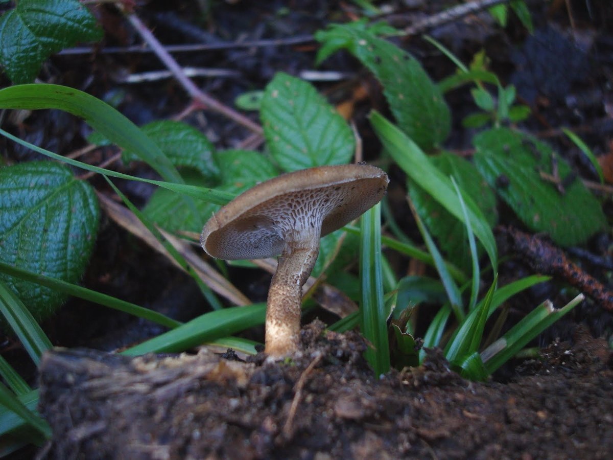 Mantar zamanı
#mantar #mushrooms #mushroomhunters #sonbahar #autumn