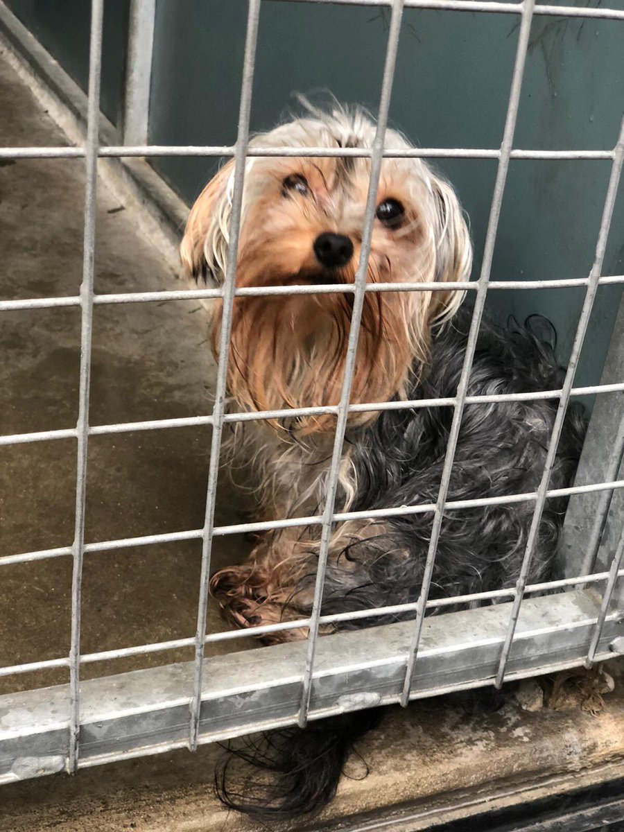 AllDogsMatter's tweet photo. It’s a myth that cute dogs don’t come into rescue . This is Charlie who came in today with a foreign chip and no owner details to trace . She will be looking for a new home once she has seen our vets . #please chip your dog and keep details up to date 🐾 https://t.co/6IkT7UZBBZ