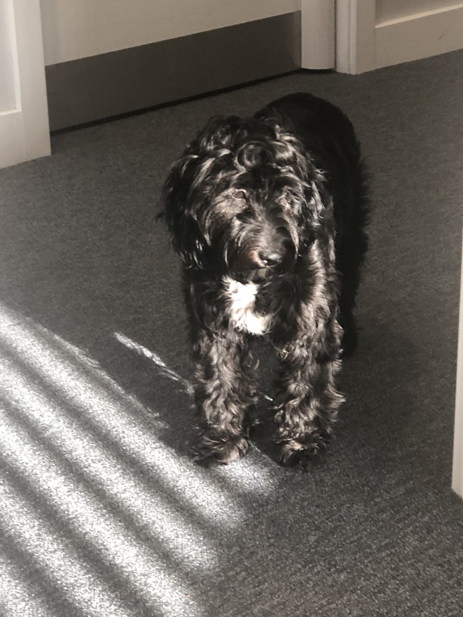 #posing #SchoolDogLife #DidntWantToGoBackInMumsOffice #MuchMoreExcitingThingsDownTheCorridor