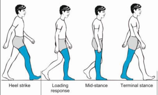 angle. It would make sense to train that into the weightroom, right?We have three primary phases of gait with three different shin angles and three different muscular orientations:Heel strike: Negative shin angleMid-stance: Vertical shin angleLate stance: Positive shin