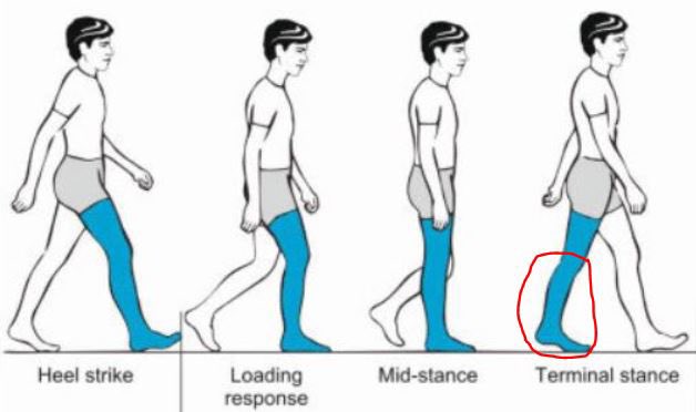 LATE STANCEThis final phase is also one biased towards external rotation, but more on the forefoot. I like to think of it as more “concentric external rotation”.This phase can be thought of as a highly propulsive phase of gait once the heel starts to lift off of the ground.⁣