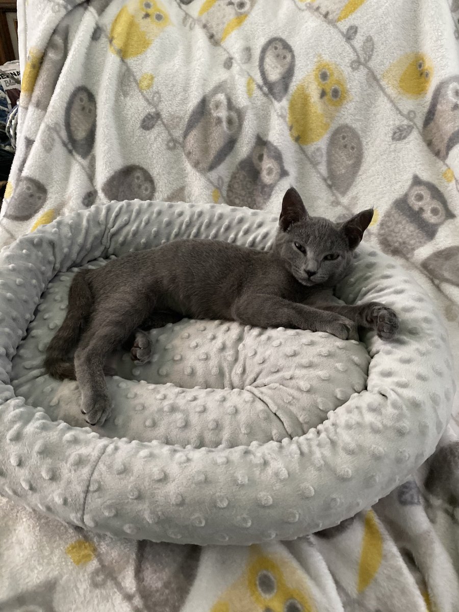 GriggsAidan's tweet photo. Ren is 6 months old 🥳 https://t.co/2WgtWHEEum