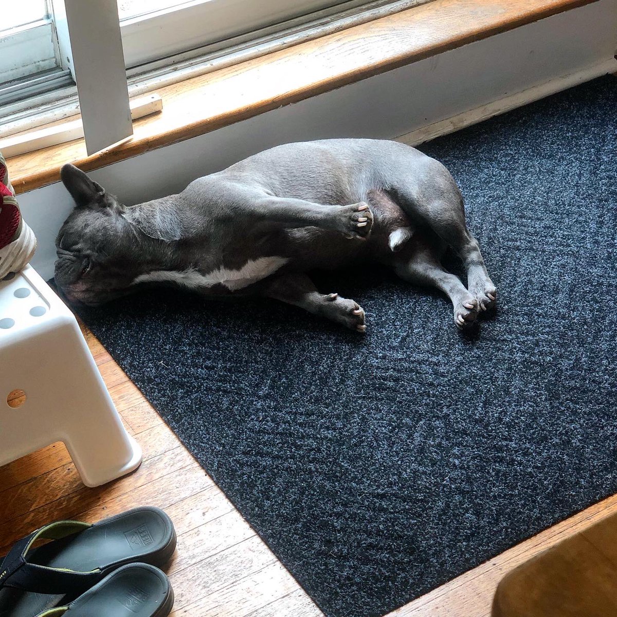 splendorouscel1's tweet photo. He’s a multitasker: stretching while napping 🧘♂️ 💤
#dogyoga #dogyogapose #dogstretch #dogstretching #dogstretches #dognap #dognaps #dognapping #dogslife #dogslover https://t.co/sbbmqX3Fyw