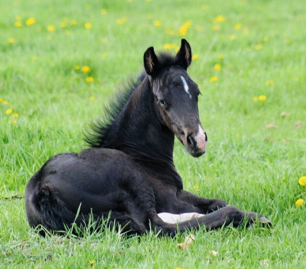Jungkookthe baby. greatest joy in life is making his big brothers laugh