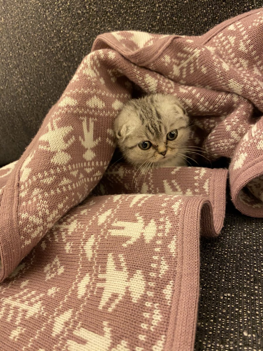 Miraboujaoude's tweet photo. It’s official: I have the cutest cat! #Truffle https://t.co/VkypSBYjgo