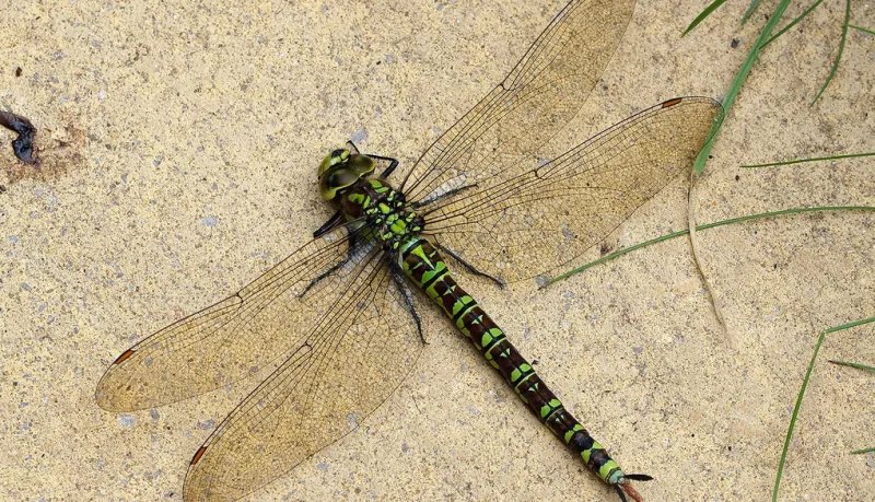 Basically males are pests no matter what species they are. So much so that female dragonflies drop out of the sky and pretend to be dead when being pursued, until the coast is clear and the males piss off.