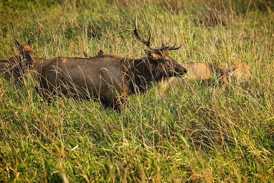 Bull Elk Among His Herd by Belinda Greb buff.ly/362mkRC
#wildlife #elk #oregonphotography