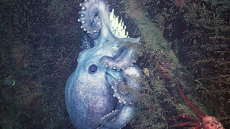 Mother octopuses grimly starve themselves to death until their eggs hatch. She stops eating completely and wastes away whilst she watches over and protects the eggs. Her last job when they hatch and before she dies is to disperse them.
