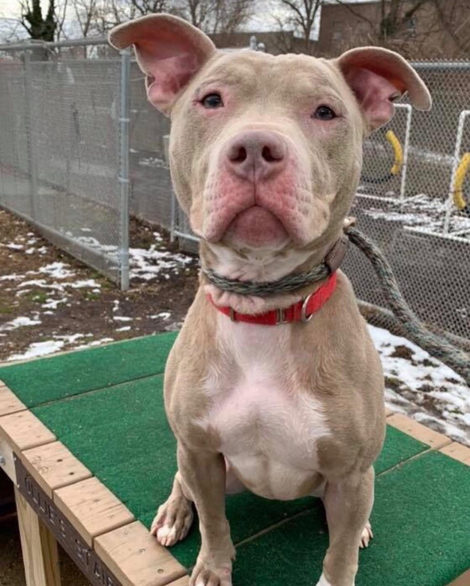 After spending hundreds of days at the shelter, a rescue from Washington State has stepped up to pull 3 dogs in need of rescue placement. Please RT and consider donating to help ensure a bright future for these pups! #AdoptDontShop <a href="/KeithOlbermann/">Keith Olbermann</a> <a href="/darth/">darth™</a>  paypal.me/pools/c/8u2sf4…