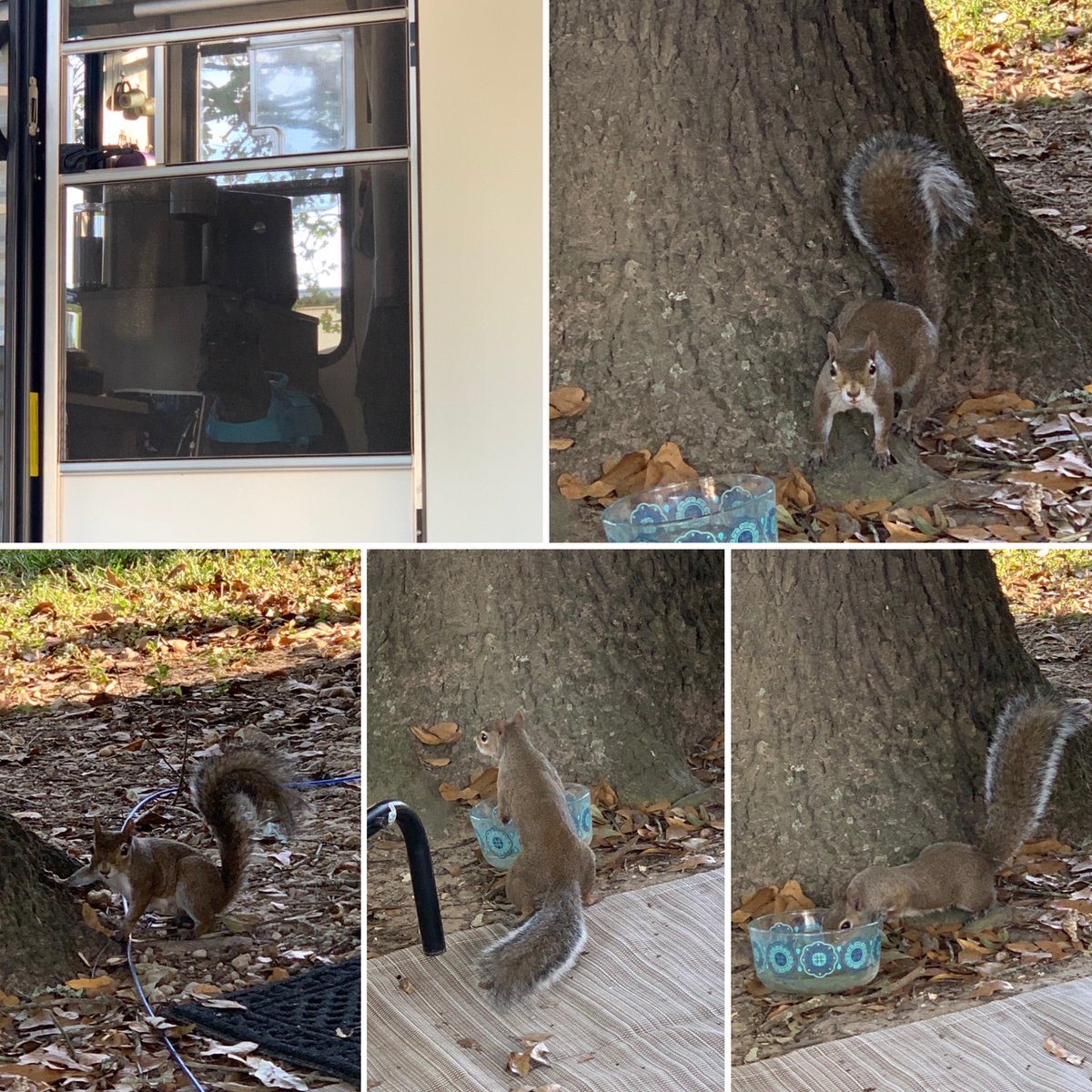 running2notfrom's tweet photo. I’m convinced that my dog watching his archenemy take a drink from his outdoor water dish while he’s stuck behind a screen door is bringing him the same level of anxiety most of us feel today. Same, little man, same. #Elections2020 #schnauzer #Squirrels #archenemy https://t.co/dpzC9MmzE0