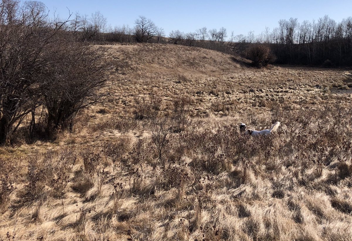 Norwester's tweet photo. Lovely day in pursuit of pheasant. Divided find and a bird in hand. #abconservation #ACA #pointingdogs https://t.co/fDbhlRDT1J