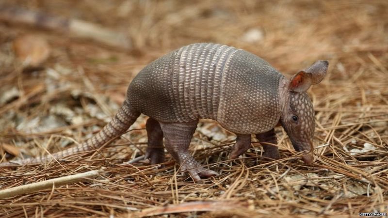 Armadillo armour is quite literally bulletproof. A man from Texas fired shots at an armadillo in his yard - only for it to ricochet and hit him in the head .