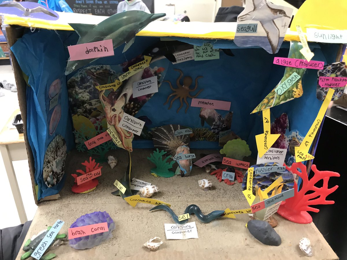 BoyterDee's tweet photo. Such creativity and knowledge! 7G Ss @Riddell_HWDSB   creating ecosystems and Food webs to show #interactionsintheenvironment #ILoveScience https://t.co/iJs6vdHlUw
