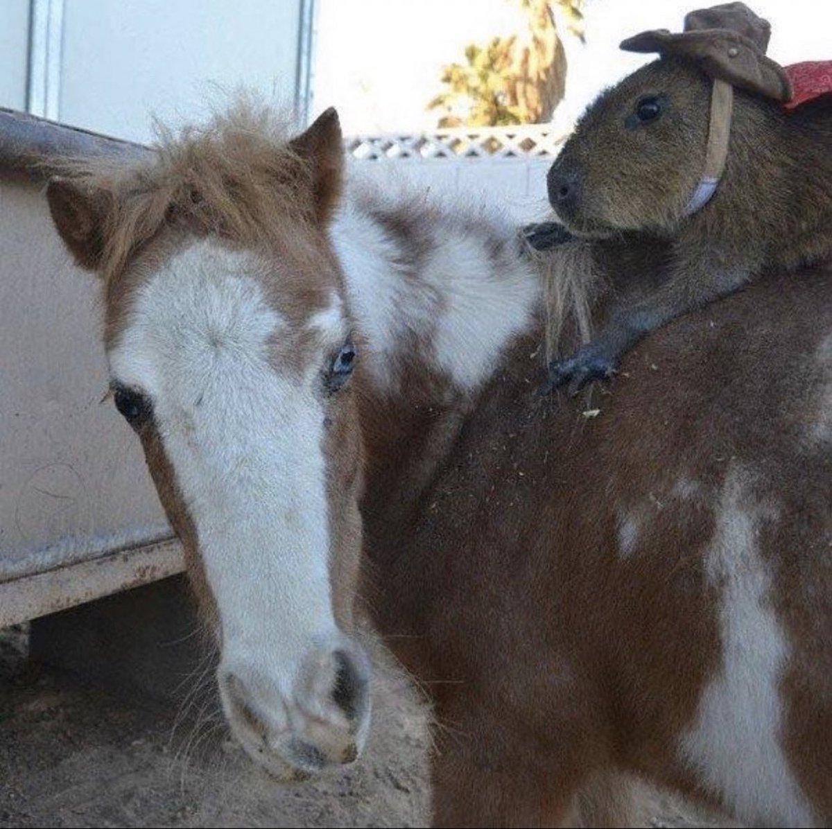 CAPYBARA_MAN's tweet photo. Yee haw 🤠 https://t.co/2KCqf371EV