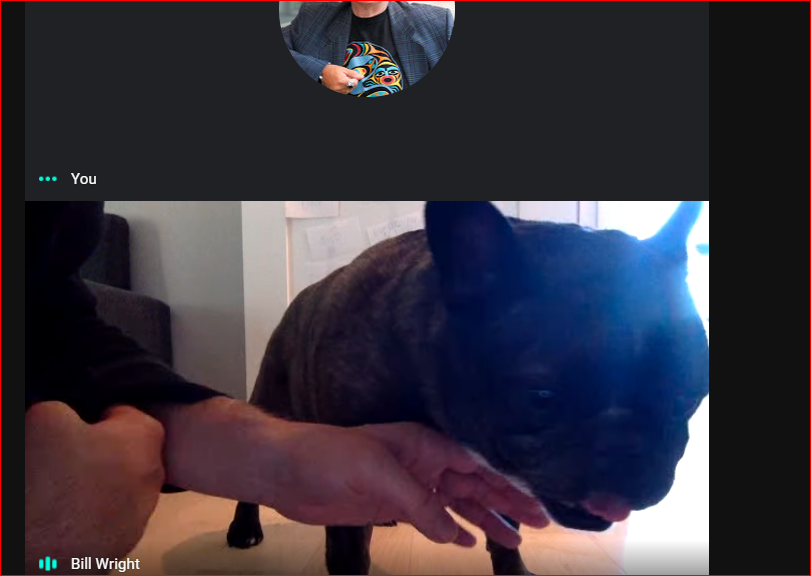pythondj's tweet photo. @michellenoorali yup, i worked today and my co-worker made by day just now by bringing Sophie the French Bulldog to the meeting bringing much needed cuteness into my world today #grateful #virtualdogs https://t.co/ZuP4WY7qSu