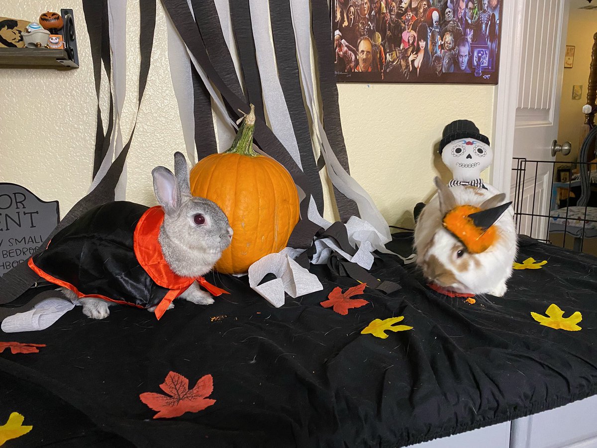 TheSandovalbuns's tweet photo. Super late..... but Hoppy Halloween🎃 https://t.co/xZHgmwUKr2