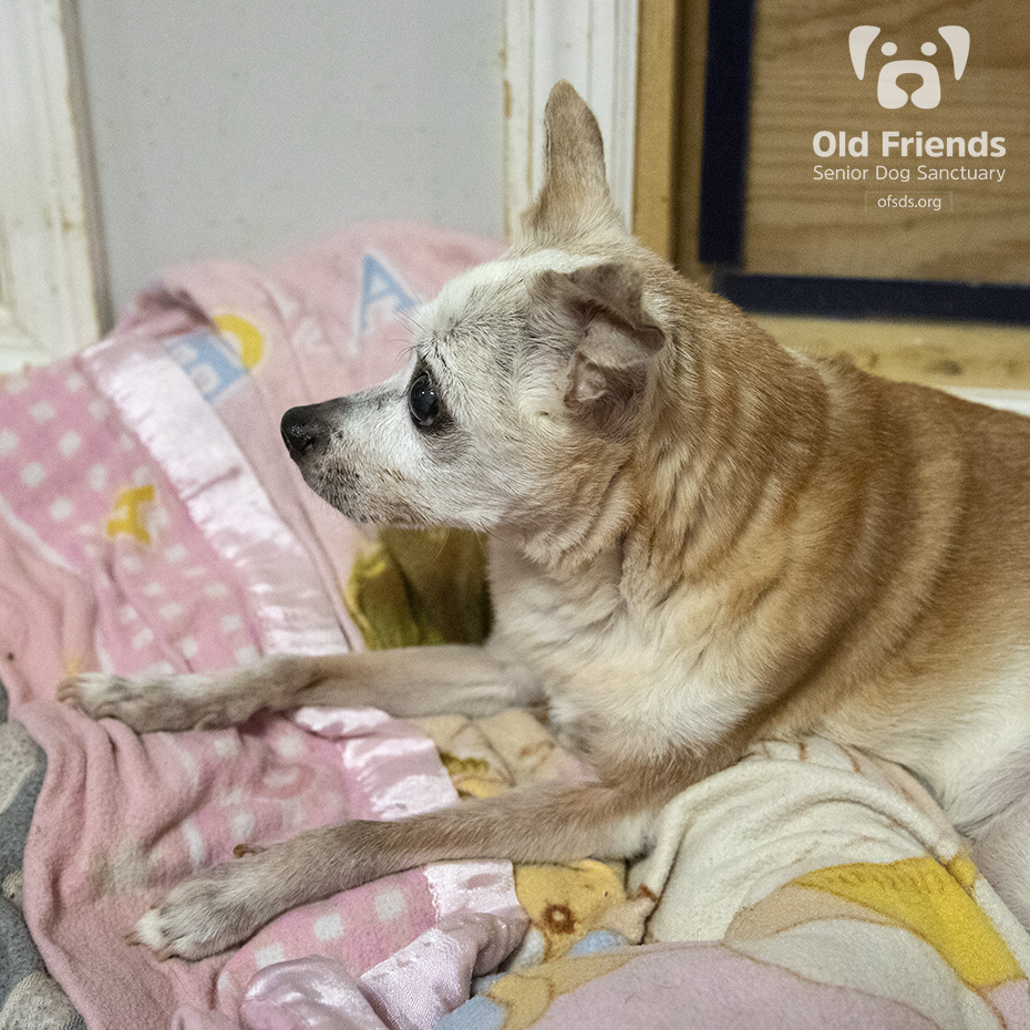 oldfriendssds's tweet photo. All of the Geezer Party festivities have left Esther in need of a little alone time!
#ofsds #ofsdsesther #ofsdsapollo #seniordogs #ofsdsdinnertime https://t.co/MvXdpbvoSF