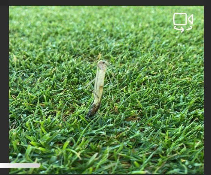 IanKinley's tweet photo. 4th November and still weโre seeing Leatherjacket grubs and hatching crane fly, life cycles are seemingly spread over a much wider period of time, gonna make successful control even more of a challenge ๐ https://t.co/qeoQ8Xyg97