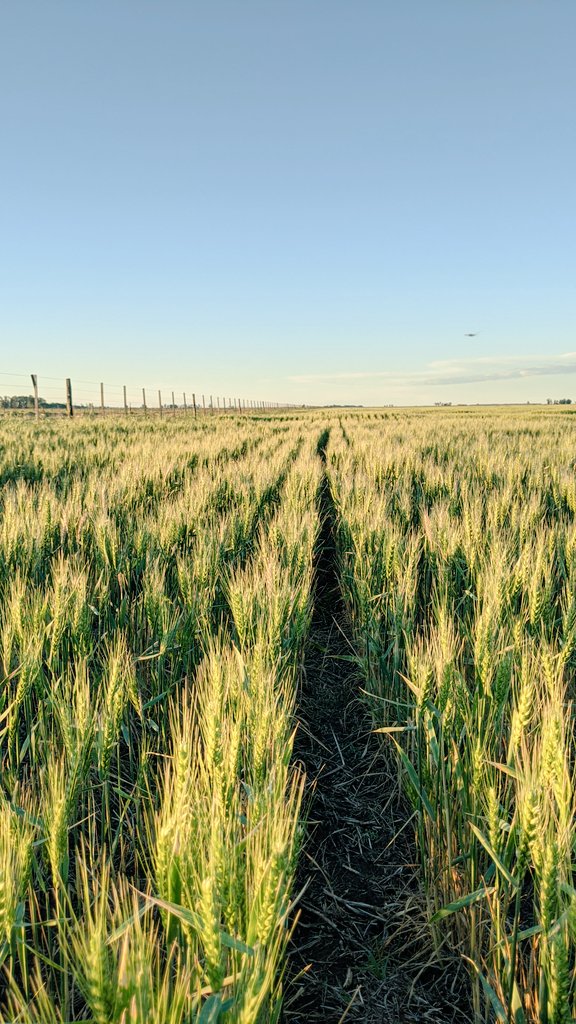 🌾