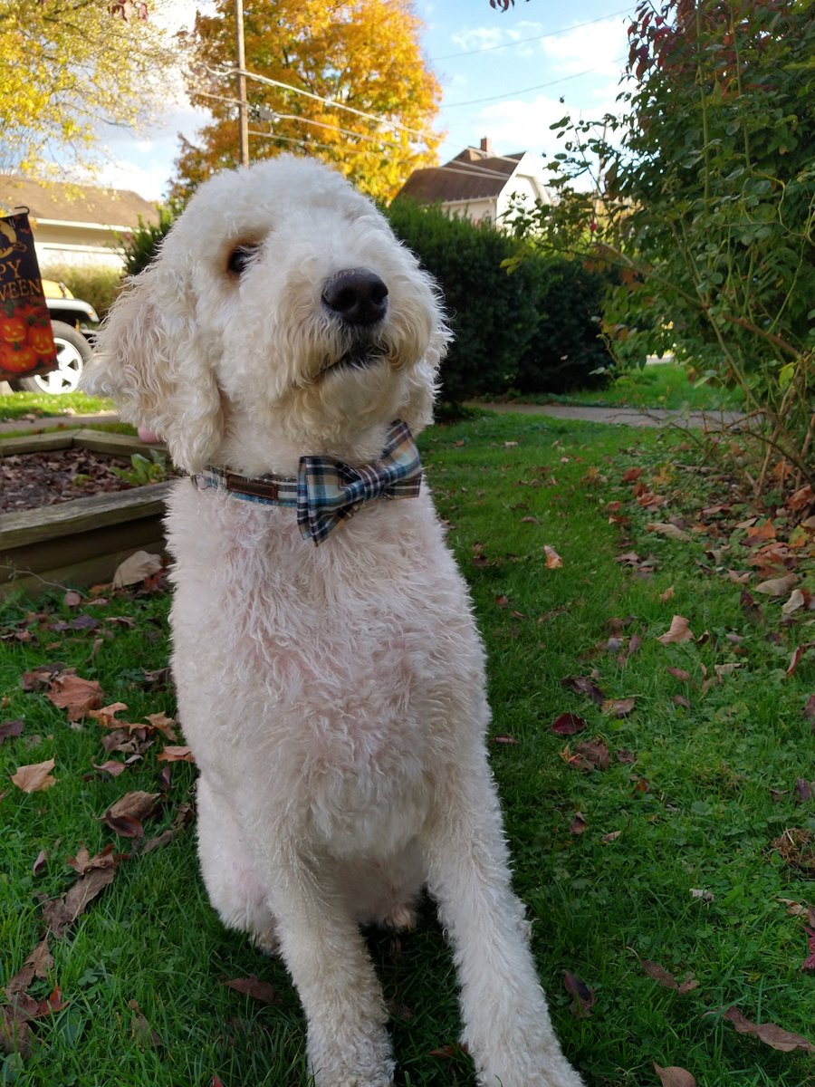 funshinebear19's tweet photo. I'm Beau and I  #IHaveWonPennsylvania
I even dressed for the occasion 🥰🐾 https://t.co/yM1i3PTSzN