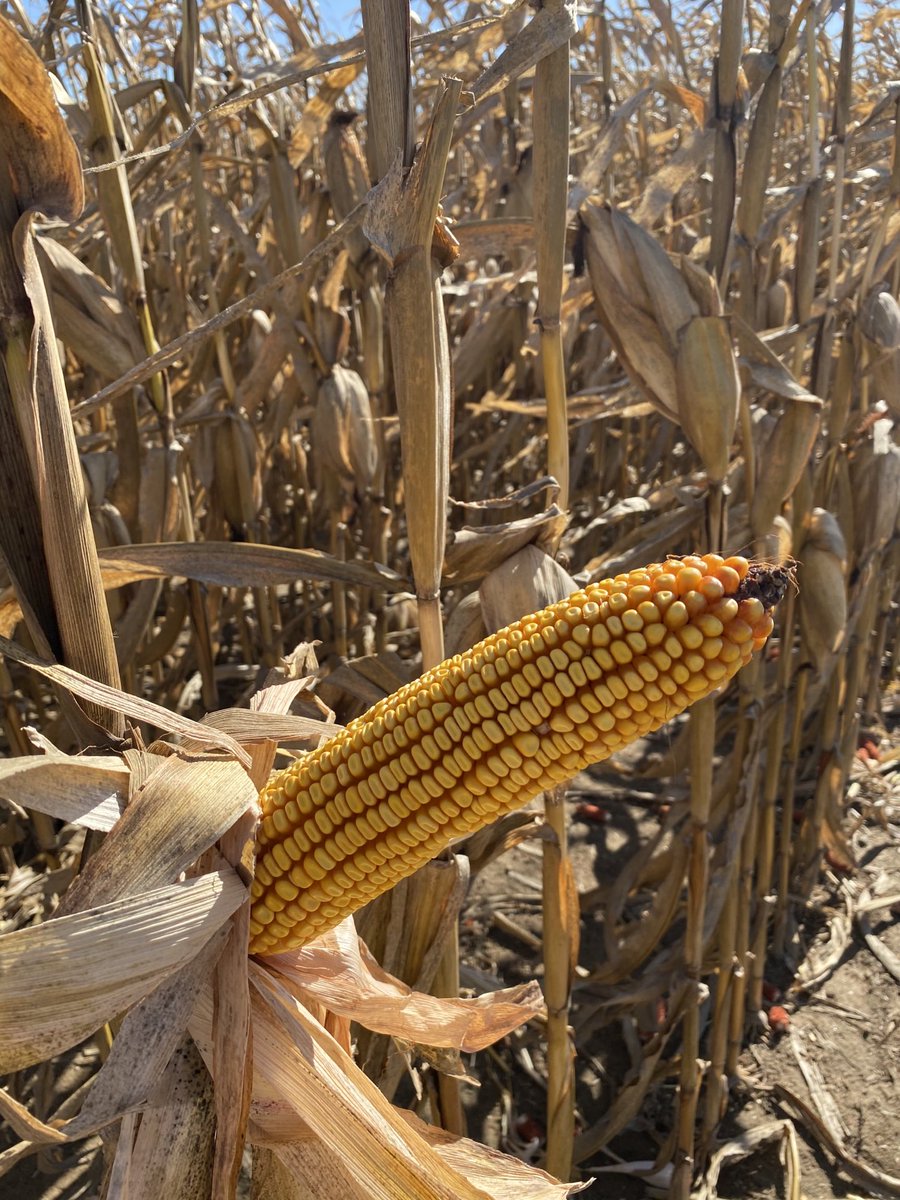 ba_genetics's tweet photo. Harvesting some 20-11A VT2P treated with Protect-N-Grow Elite in northeast Indiana, good yields, good test weight.  #bagenetics #harvest20 #corn #highyieldcorn #edgeupsystem  #protectngrow https://t.co/dTimMar03k