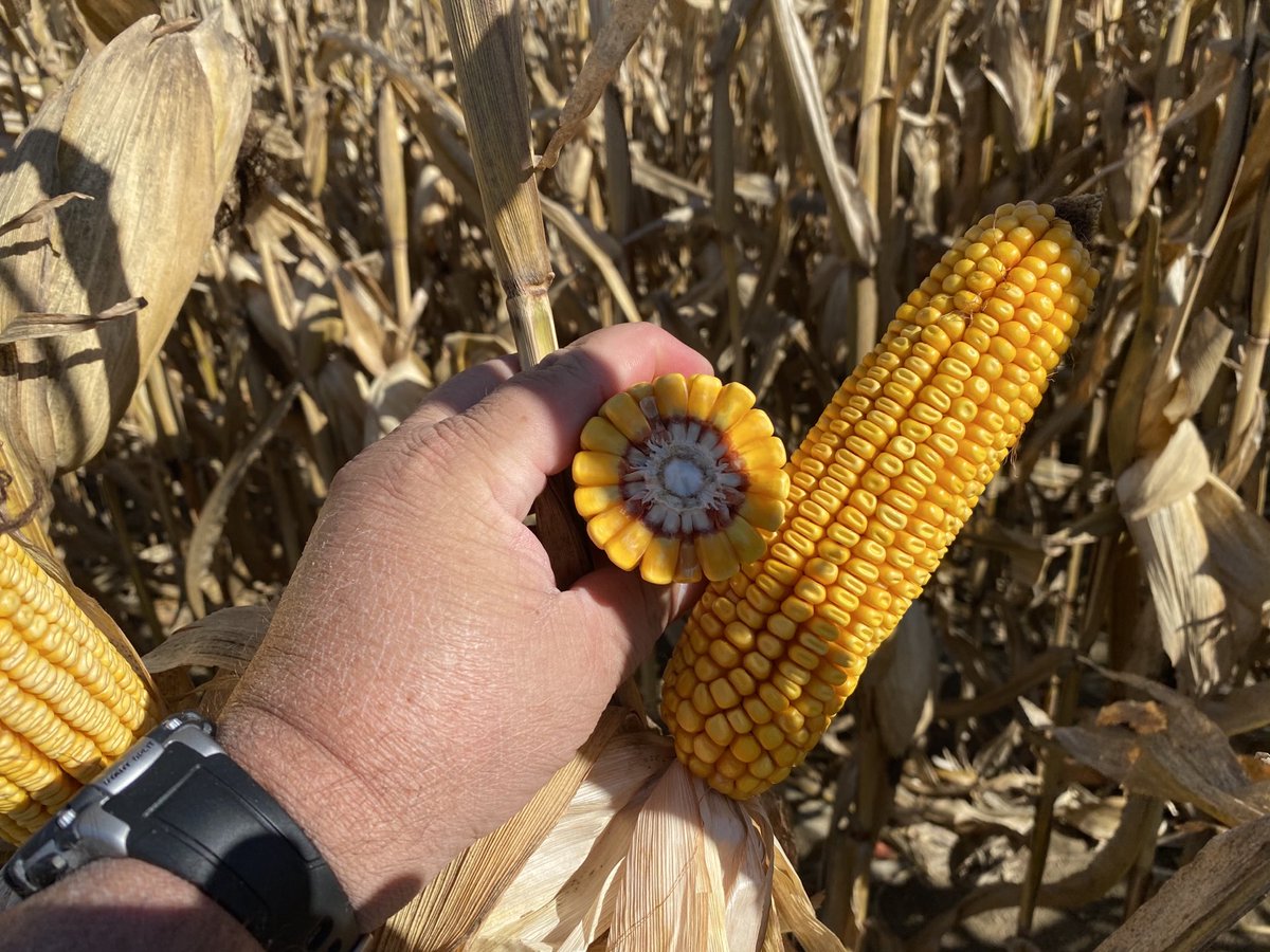 ba_genetics's tweet photo. Harvesting some 20-11A VT2P treated with Protect-N-Grow Elite in northeast Indiana, good yields, good test weight.  #bagenetics #harvest20 #corn #highyieldcorn #edgeupsystem  #protectngrow https://t.co/dTimMar03k