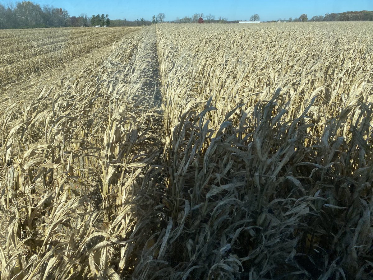 ba_genetics's tweet photo. Harvesting some 20-11A VT2P treated with Protect-N-Grow Elite in northeast Indiana, good yields, good test weight.  #bagenetics #harvest20 #corn #highyieldcorn #edgeupsystem  #protectngrow https://t.co/dTimMar03k