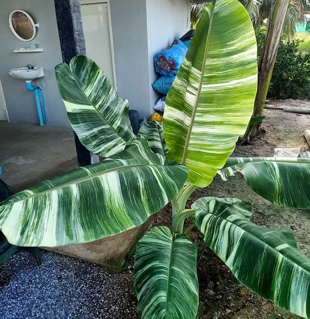 ムサフロリダ 斑入りバナナ苗