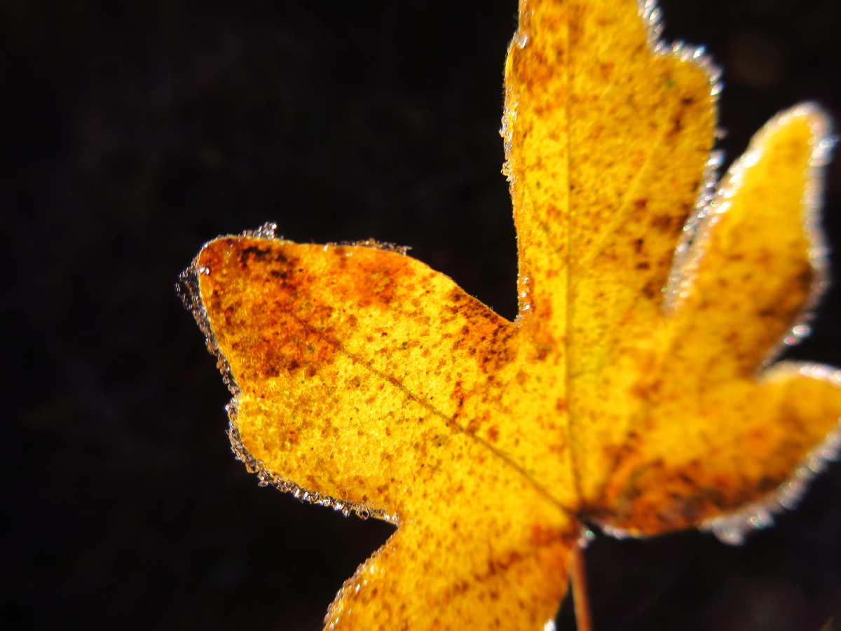 naturebygreen's tweet photo. Wow! This stunning photo was taken by an 8/9 yr old child today during our @MurmurOfWonder session with @SappertonSchl exploring their local woodland
Such exquisite observation @BBCSpringwatch https://t.co/EsLGr69uAx