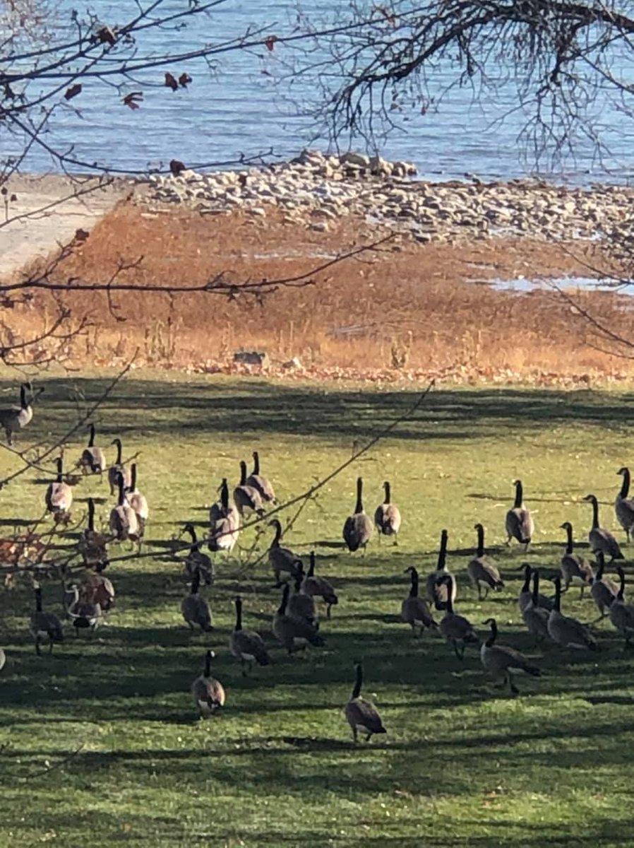 BearLakeValley's tweet photo. Geese. Just hanging out around the lake 😄 
You never know what you may see in the valley ❤️ https://t.co/kXUCjjNAv6
