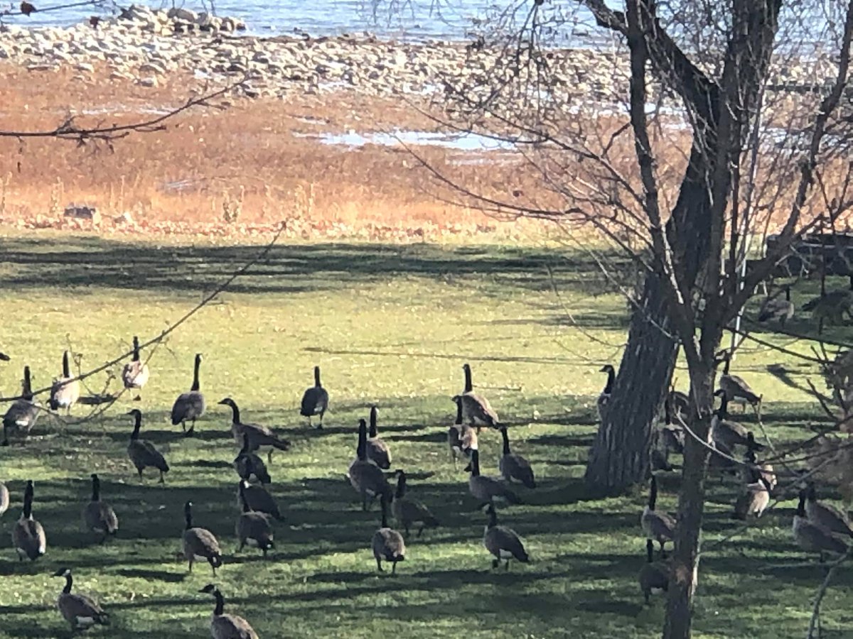 BearLakeValley's tweet photo. Geese. Just hanging out around the lake 😄 
You never know what you may see in the valley ❤️ https://t.co/kXUCjjNAv6