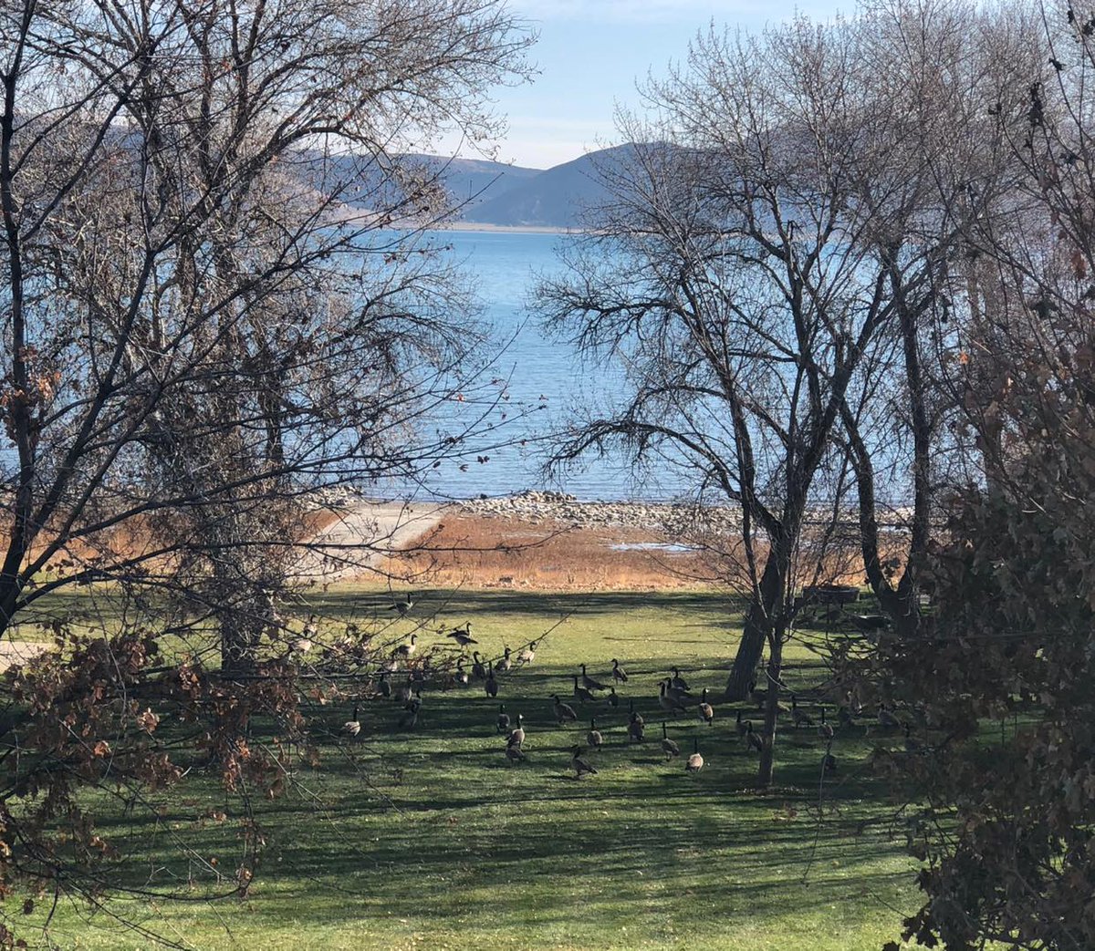 BearLakeValley's tweet photo. Geese. Just hanging out around the lake 😄 
You never know what you may see in the valley ❤️ https://t.co/kXUCjjNAv6