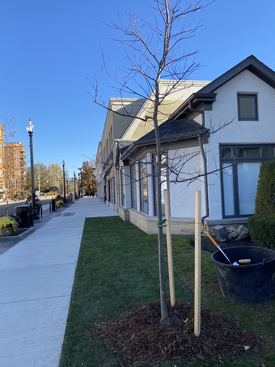 MayorRobBurton's tweet photo. Today was a perfect (and sunny) day to plant an Oak tree in downtown Oakville! Special thanks to @georgeniblock, @StefaniKonidis and the team at Royal Lepage Oakville for working with @townofoakville to enhance our downtown streetscape #Oakville https://t.co/oA8cToEQy8